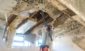 Best Black Mold Removal in Morris, OK